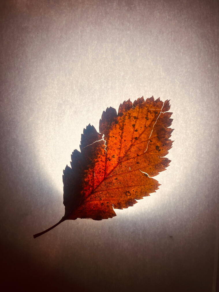 Untitled Untitled